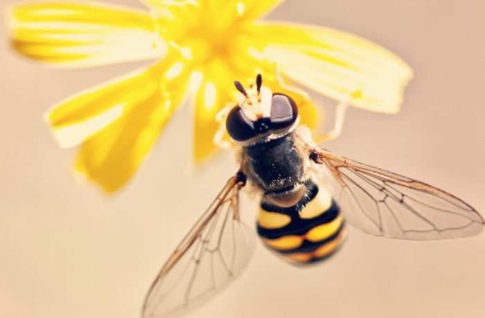Pszczola i kwiat jako symbol Bumble Naukowo Uczuciowo